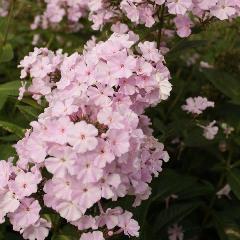 Høstfloks Paniculata 'Brilliant Eye'